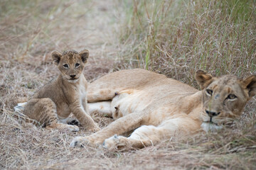 Naklejka na ściany i meble A Lion cub seen with its mother on a safari in South Africa