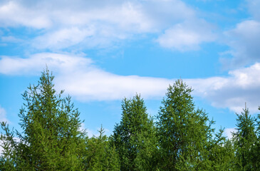 Crown of tall larch tree above head in the forest against a blue sky. Wild nature of the forests.