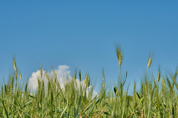 Fototapeta premium Hordeum vulgare. Common field grasses over blue sky and clouds