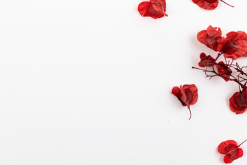 Biodegradable confetti from dried flowers, flat lay background