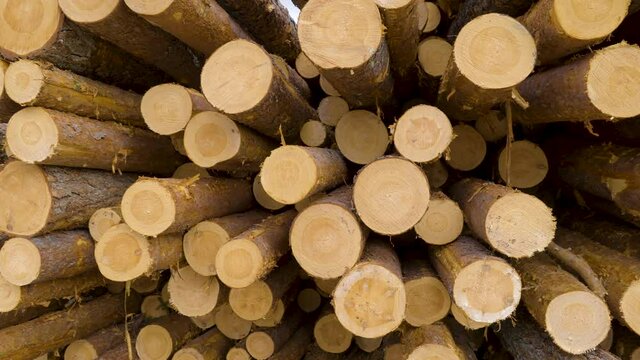 The newly cut pine tree logs stacked and piled on the side of the road