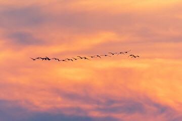 Kranichzug im Sonnenuntergang 4