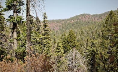 Lincoln National Forest. 