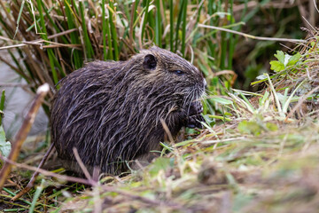 Nutria 20