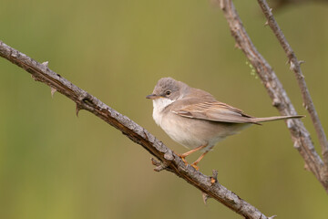 Fototapeta premium Whitethroat Sylvia communis in the wild nature