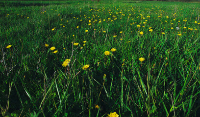 green meadow with yellow dandelion flowers