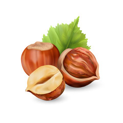 Hazelnut kernels are ripe and tasty, a healthy treat, a source of protein. For snacks and chocolate spread. Vector