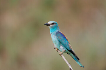 European Roller Coracias Garrulus bird portrait. In the wild