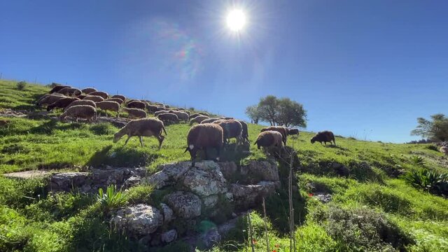 Herd of white sheep grazing in a Green landscape. With sound and sun rays.