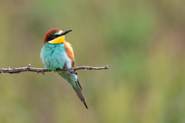 European bee eater Merops apiaster sits on a branch