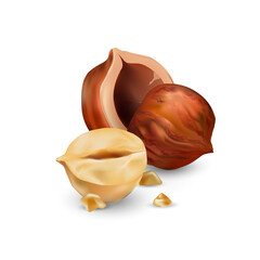 Hazelnut kernels are ripe and tasty, a healthy treat, a source of protein. For snacks and chocolate spread. Vector