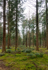 Fototapeta na wymiar Forest in Drenthe (the Netherlands) close to Buinen and Exloo.