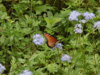 butterfly on flower