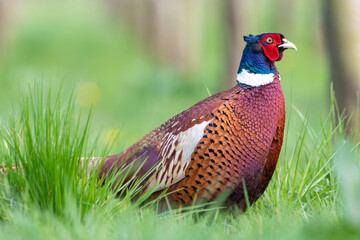Portrait of a male pheasant (phasianus colchicus) in a meadow