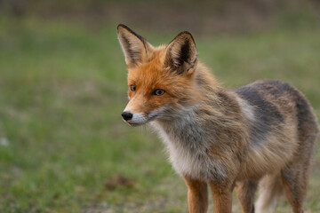 Obraz premium Portrait of a red fox Vulpes vulpes on a green background