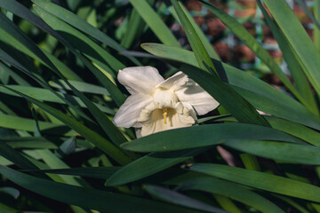 White beautiful daffodil with green foliage.Blooming white daffodil. A daffodil flower on a blurry background on a sunny day. Spring flowers.