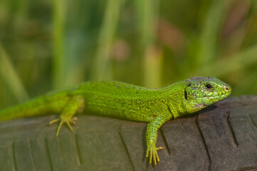 Naklejka na ściany i meble European green lizard Lacerta viridis. In the wild