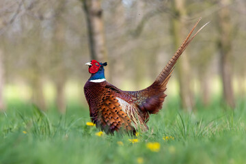 Portrait of a male pheasant (phasianus colchicus) in a meadow
