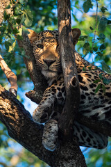 A Male Leopard seen on a Safari in South Africa