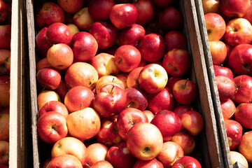 red apples in boxes on the market
