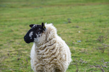 Sheep grazing in a field they are free range and can roam around the meadow