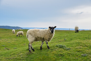 Sheep grazing in a field they are free range and can roam around the meadow