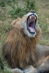 A Male Lion seen on a safari in South Africa