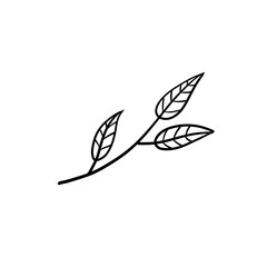 Branch of plant. Leaves in line style. Black and white natural illustration. Minimalism and simple flora.