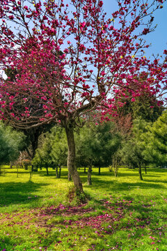 Batumi, Georgia - April 7, 2021: flowers in the park in spring