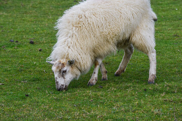 Sheep grazing in a field they are free range and can roam around the meadow