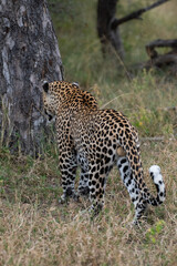 A male Leopard seen patrolling his territory on a safari in South Africa