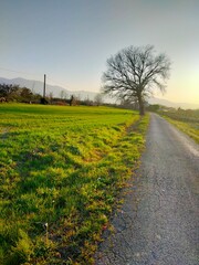 Obraz premium sunny lonely tree