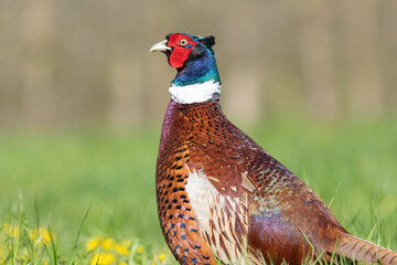 Portrait of a male pheasant (phasianus colchicus) in a meadow