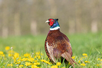 Portrait of a male pheasant (phasianus colchicus) in a meadow