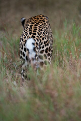 A male Leopard seen patrolling his territory on a safari in South Africa