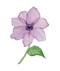 Grande fiore viola, isolato su sfondo bianco
