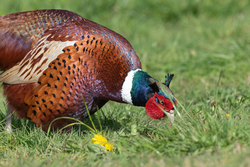 Portrait of a male pheasant (phasianus colchicus) foraging for food in a meadow