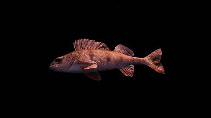 Ice fish