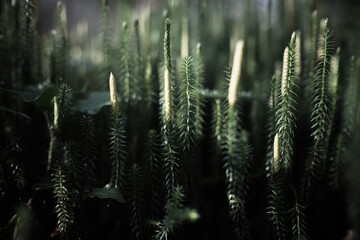 Fern in the forest