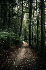 Footpath in the woods