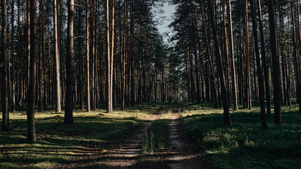 Forest in the morning