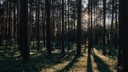 Sunset in the forest