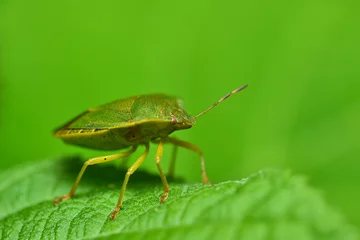 Foto op Canvas Bedbug on a green leaf in the garden. Photos of tiny insects living in the garden. High quality photo © Александр Овсянников