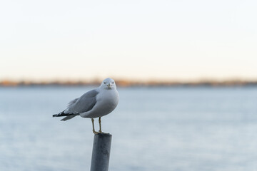 A Seagull on a sunny day in the evening near Lake Ontario