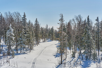 Obraz premium Winter forest on a sunny day.