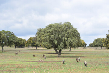 Obraz premium Iberian pigs grazing in the Extremadura pasture
