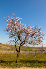 Fototapeta premium Blühender Mandelbaum (Prunus dulcis)