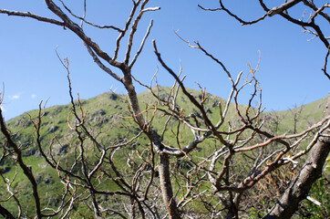 Monta&ntilde;a, paisaje, naturaleza, cerro, soledad, bosque, alturas, cielo, arboles