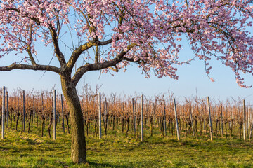 Fototapeta premium Mandelbaumblüte (Prunus dulcis), Frühling in der Südpfalz