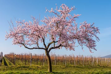 Foto auf Alu-Dibond Blühender Mandelbaum  (Prunus dulcis) © AnnaReinert